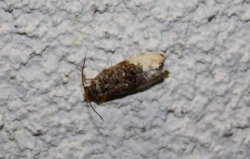 Hedya nubiferana